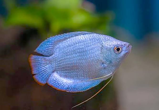 Powder Blue Dwarf Gourami Fish | Arizona Aquatic Gardens