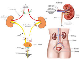 Acute renal failure is a rapid condition (almost less than 2 days) when the kidneys fail in their ability to filter/remove waste from the blood and in maintaining fluid and electrolyte balance in the body. Acute Kidney Failure Symptoms Prevention Of The Kidney Failure