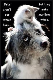 Pin By Jeanne Michelle On Hamburg Veterinary Clinic Animals Friends Animals Beautiful Animals