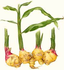 Ginger Root And Stems Print Botanical Vegetable Watercolor Etsy Botanical Painting Botanical Watercolor Botanical Drawings