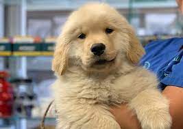 Gulf coast veterinary specialists neurology / avian & exotics. Memorial Veterinary Pet Care Hospital Houston Veterinary Hospital