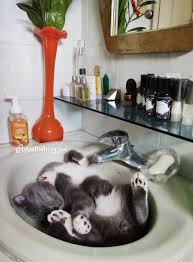 Tybalt Is Becoming A Sink Cat In 2020 Kittens Cutest Cats Funny Cats