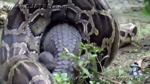 Abis ayam satu reban dia makan agaknya. Ular Sawa Makan Buaya Video Dailymotion