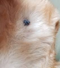 Skin tags usually occur on eyelids, neck, arms, lower part of the breast, and armpits. Is It A Tick How To Tell If It S A Tick On Your Dog Or Cat With Pictures Vetchick Com