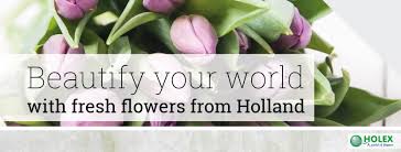 Check spelling or type a new query. Holex Flower B V Home Facebook