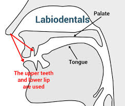 Places Of Articulation The Complete List With Examples