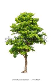 Image result for Pterocarpus