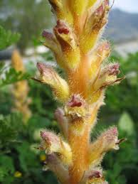 Image result for Orobanchaceae