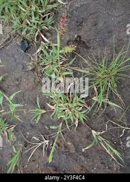 Image result for Tragus berteronianus