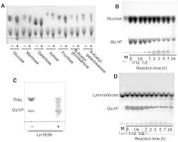 Listeria innocua is widespread in the environment and in food. Plos One 1 2 B Oligoglucan Phosphorylase From Listeria Innocua