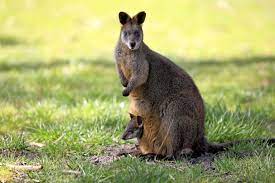 Rock wallabies live on almost vertical rock walls in the southern desert. Swamp Wallabies Are Always Pregnant Can Conceive Again Before Giving Birth