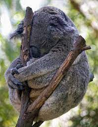 Sleepy Koala Sleepy Animals Sleeping Animals Cute Animals
