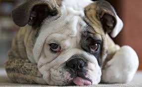 They get on very well with children and are naturally very protective of them. English Bulldog S Gene Pool May Be Too Small To Heal The Breed Uc Davis