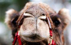 Any idea what the meaning and origin of the phrase the camel's nose under the tent are? Camels Nose