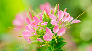 We did not find results for: Spider Flower The Flower With A Distinctive Display Cgtn