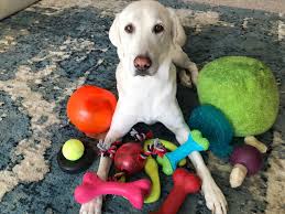 Are dog parks beneficial to you and your dog? My Dog Doesn T Like Toys Here S Why Kyle Kittleson