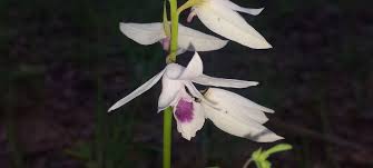 Image result for Eulophia cucullata