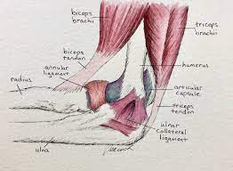 Check spelling or type a new query. Tendon Vs Ligament Peacock Bodyworks Of West Austin Tx