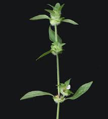 Image result for Justicia stachytarphetoides