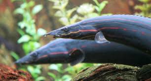Mastacembelus Erythrotaenia Fire Eel Aquarium Fish Ocean Creatures Tropical Fish