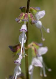 Image result for Ocimum angustifolium