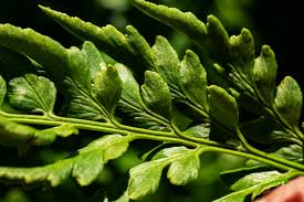 Image result for Dryopteris athamantica
