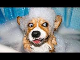 Funniest Animals Awesome Funny Animals Life Videos Cutest Animals Ever Youtube Animals Doing Funny Things Funny Animal Videos Animals