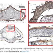 Image result for Cantinoa americana