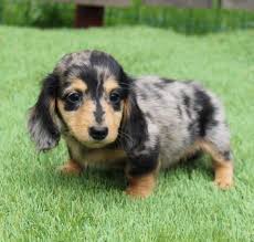 Gracie is a beautiful long haired mini dachshund! Dachshund Puppies For Sale Near Me Akc Registered Dachshund Pups
