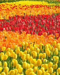 West chester (pa) floral delivery. 36 Chester County Pa Ideas Chester County Chester Pennsylvania