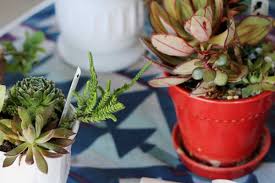 This may include the following. How To Grow Succulents From Cuttings Empress Of Dirt