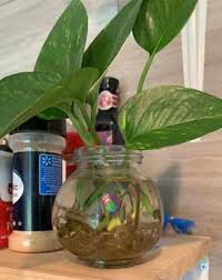 Maybe you would like to learn more about one of these? How To Grow Money Plant In Water Step By Step Garden For Indoor