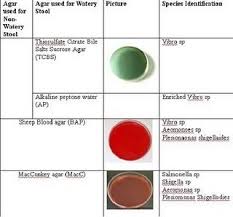 Pin By Diz F On Learning Microbiology Microbiology Infection Control Bacteria Shapes