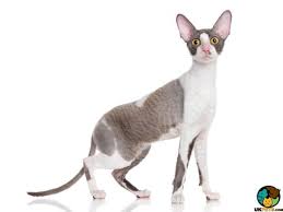 Use tabs at top of this page to view more. Cornish Rex Cat Breed Ukpets
