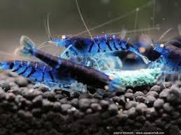 Epingle Sur Shrimp