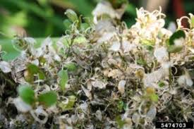 Image result for caterpillar box tree moth inside buxus plant