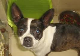 Young friends adoption center pledge. Adopt Angel On Petfinder Dog Sounds Dog Adoption Animal Companions