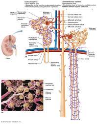The Urinary System Anatomie Du Corps Humain Physiologie Anatomie Du Corps