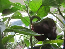 Natürliche körperpflege nahrung, reich an mikronährstoffen und nützlichen bakterien, hilft dem körper, sich von innen zu reinigen. Chilis Licht Dauer Und Lichtfarben Chilipflanzen Com