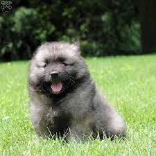 Kevin Keeshond Puppy For Sale In Pennsylvania Keeshond Puppy Keeshond Puppies