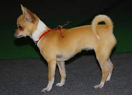 The aztecs adored chihuahua dogs. File Chihuahua 01 K Jpg Wikimedia Commons