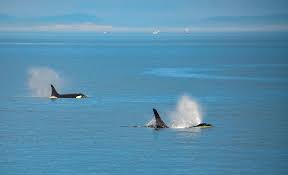 Find the best whale watching lookouts and vantage points, cruises, tours and adventures during whale migration season. Whale Watching Tours Near Sequim Washington Schwab Realty