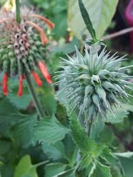 Image result for Leonotis decadonta