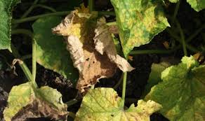 In this case, yellow spots on cucumber leaves usually appear first at the edges, and then gradually taking over the space between veins. Why Are My Cucumber Leaves Turning Brown And Dying