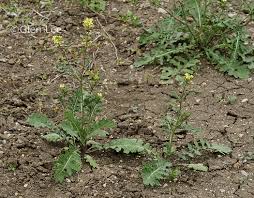 Image result for Erucastrum