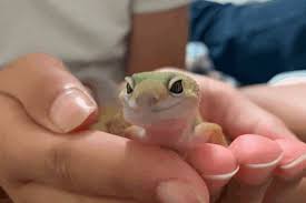 Genjer grows abundantly in java and is known as a food that peasants can rely on in times of hardship. Gecok Genjer Determining Sex In Leopard Geckos Sontak Nenek Atau Kakek Yang Top International News Of This Week