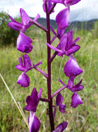 Image result for Alchornea laxiflora