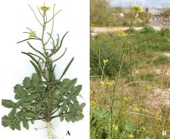 Image result for Sisymbrium orientale