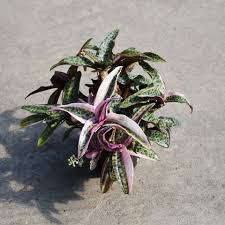 Image result for Ledebouria cordifolia