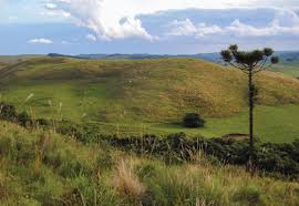 Brazils natural grasslands under attack | Science